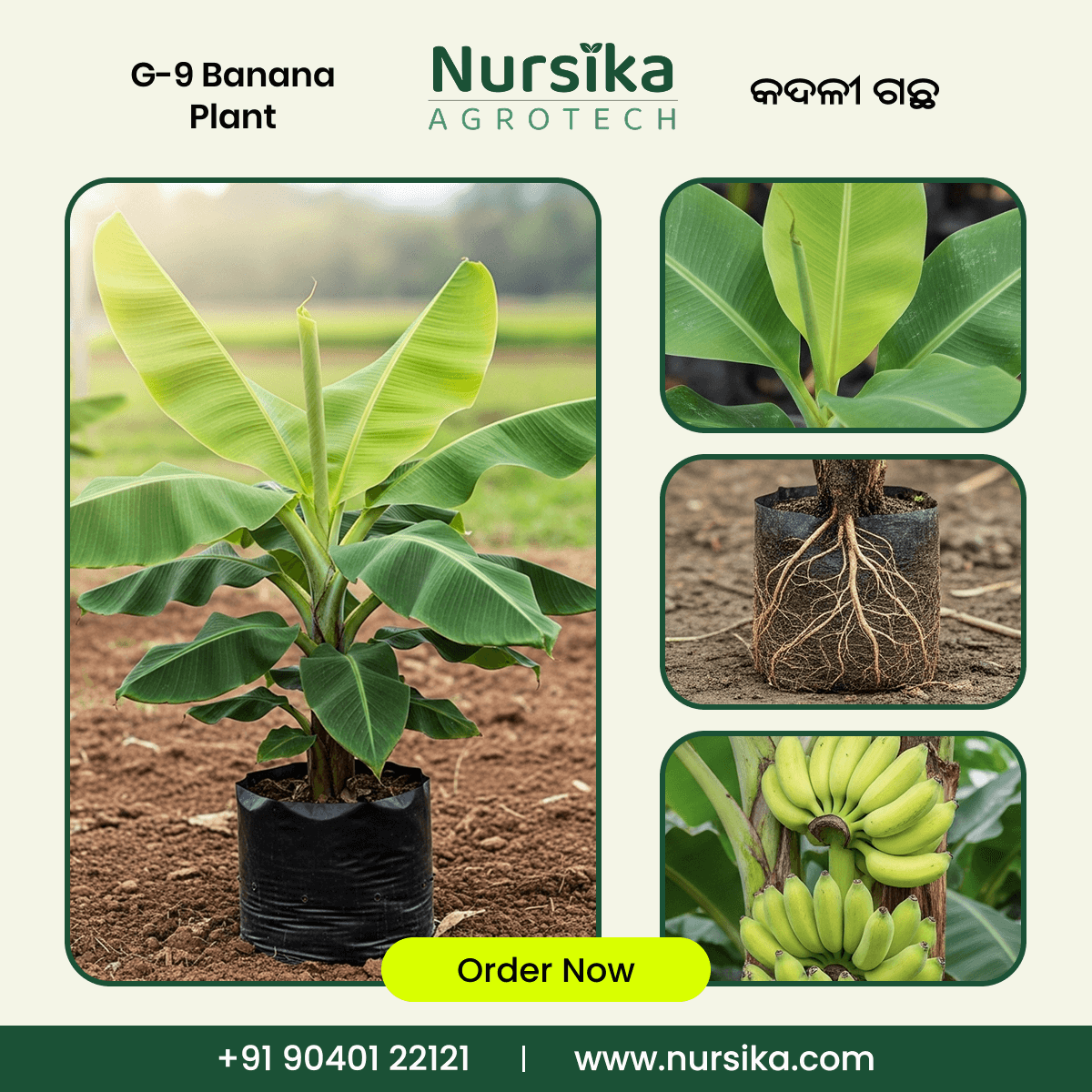 G-9 Banana Plant (ଜି-୯ କଦଳୀ ଗଛ)