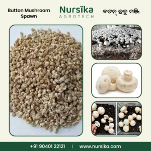 Button Mushroom Spawn