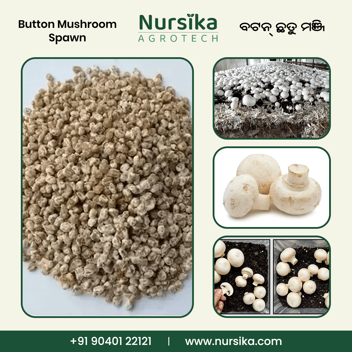 Button Mushroom Spawn