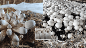 Buy Quality Mushroom Spawn in Odisha from Nursika