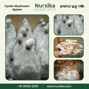 Oyster Mushroom Spawn – Quality Mushroom Seed for Farmers