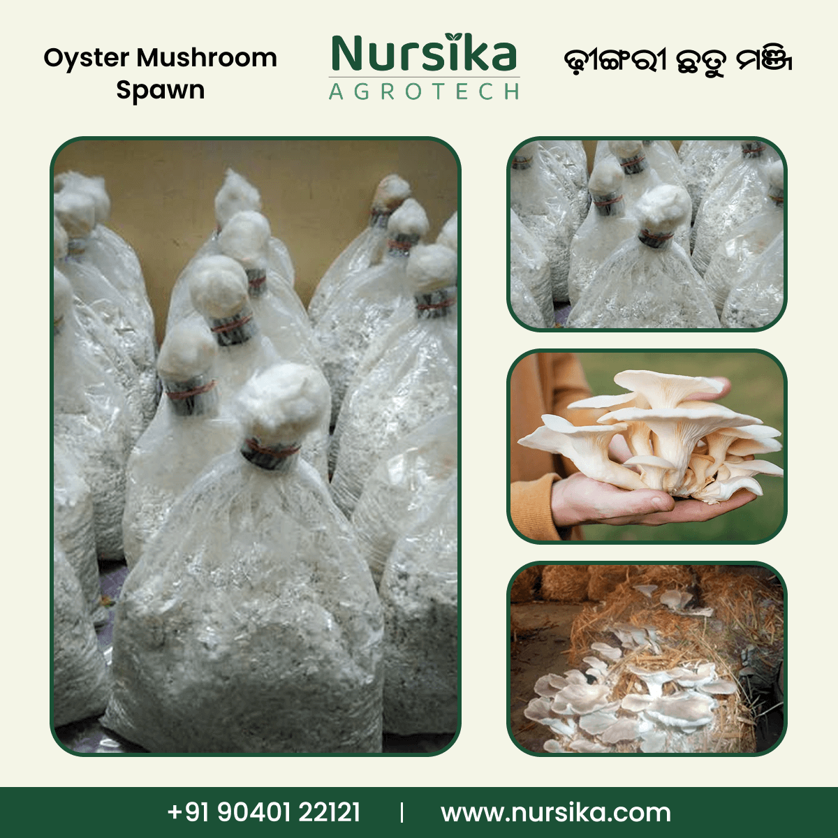 Oyster Mushroom Spawn – Quality Mushroom Seed for Farmers