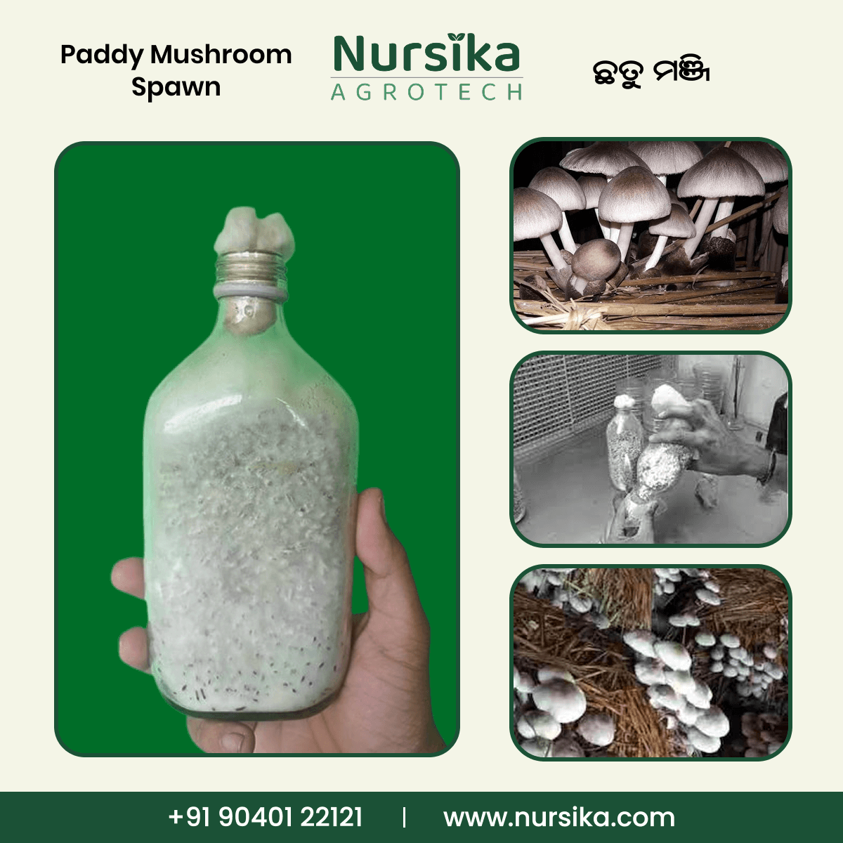 Paddy Mushroom Spawn