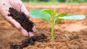Buy Best Vermicompost