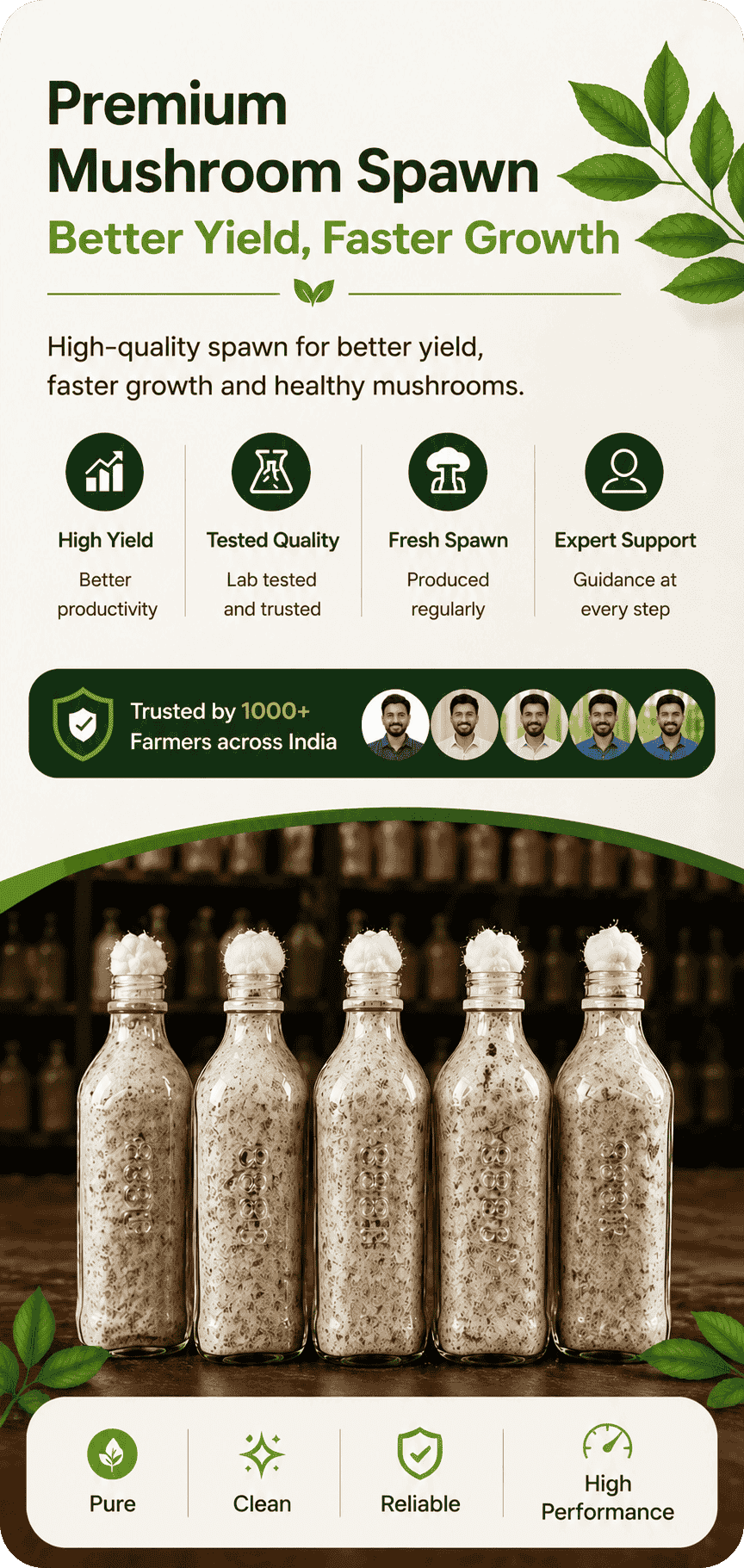 High Quality Mushroom Spawn – Paddy, Button, oyster & Milky