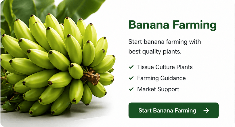 Banana Farming