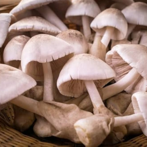 Fresh paddy straw mushroom supplier Odisha bulk catering mushroom