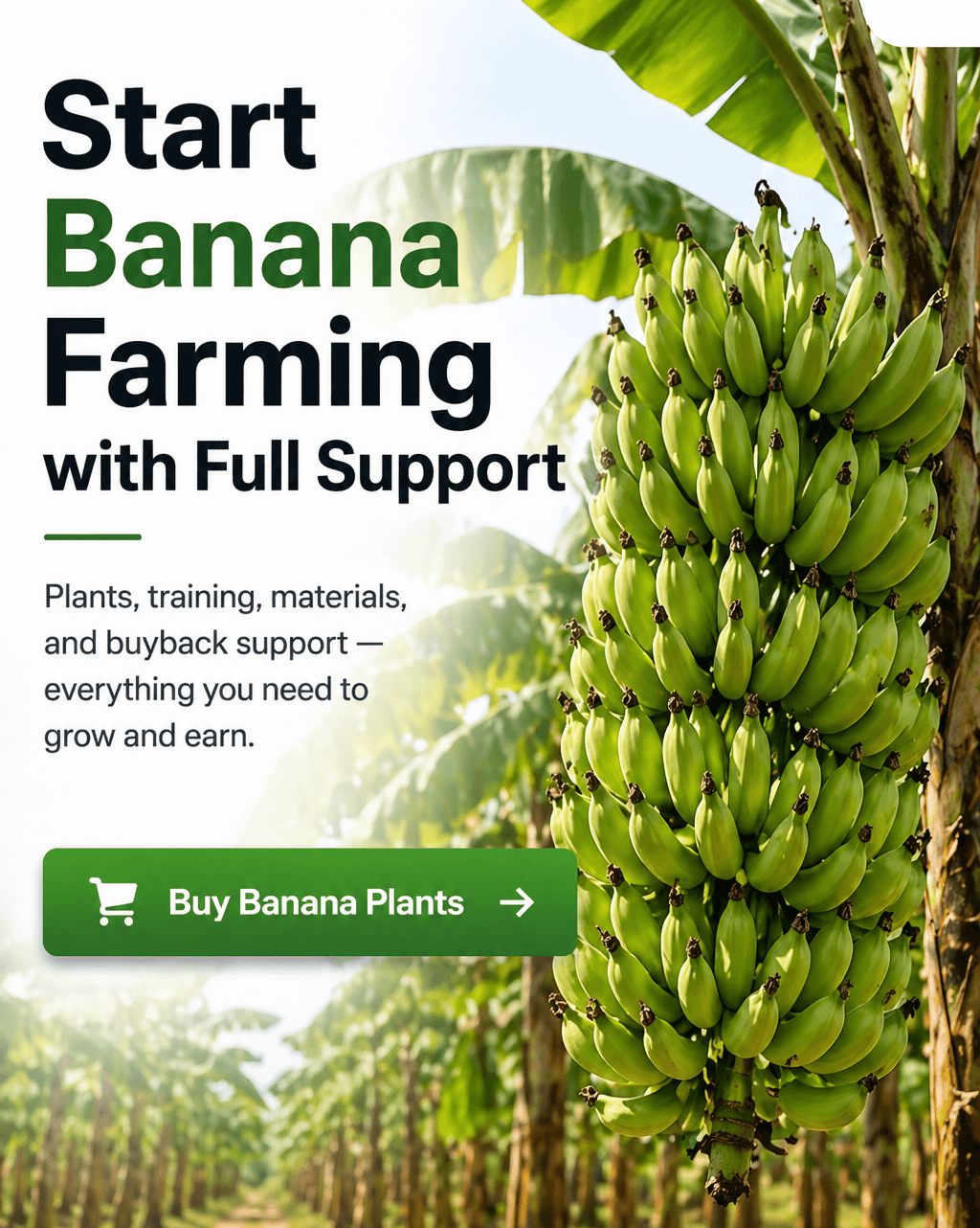 Start banana farming in Odisha with Nursika. Get tissue culture plants, training, materials and buyback support for better income