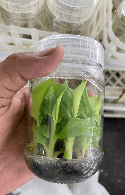 Tissue Culture Banana Plants in India | Buy Online – Nursika