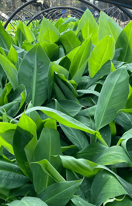 Tissue Culture Banana Plants in India | Buy Online – Nursika