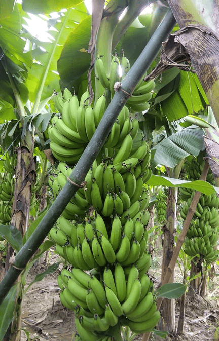 Tissue Culture Banana Plants in India | Buy Online – Nursika