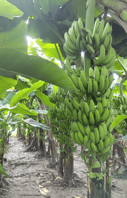 Tissue Culture Banana Plants in India | Buy Online – Nursika