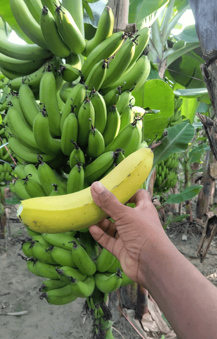 Tissue Culture Banana Plants in India | Buy Online – Nursika