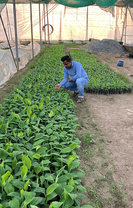 Tissue Culture Banana Plants in India | Buy Online – Nursika