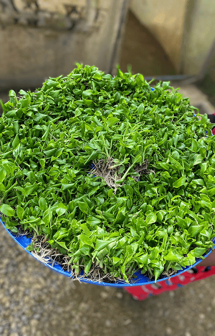 Tissue Culture Banana Plants in India | Buy Online – Nursika