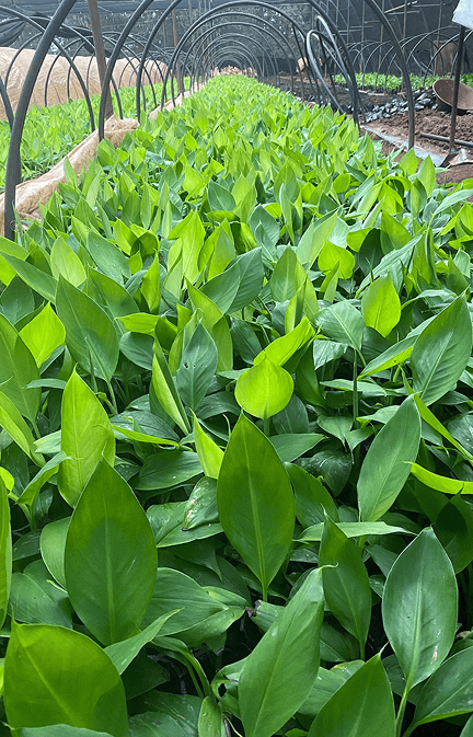Tissue Culture Banana Plants in India | Buy Online – Nursika
