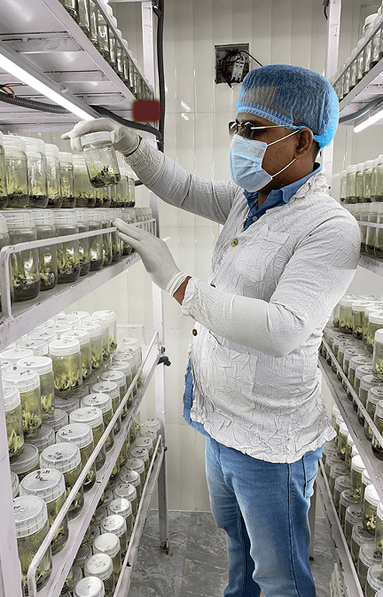 Tissue Culture Banana Plants in India | Buy Online – Nursika
