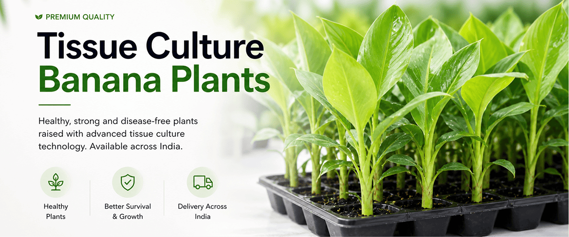 Tissue Culture Banana Plants in India | Buy Online – Nursika