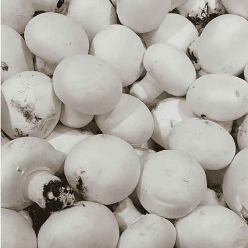 Fresh Button Mushroom supplier in Odisha near me bulk supply