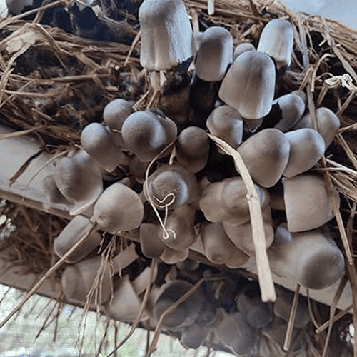 Fresh paddy mushroom supplier in Odisha near me bulk supply