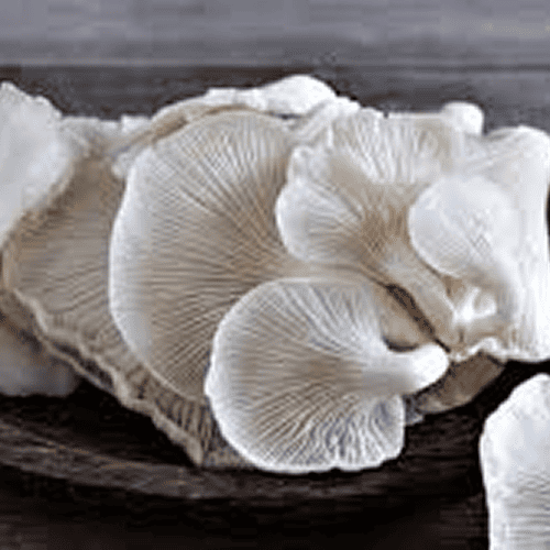 Fresh oyster mushroom supplier near me in Odisha bulk order