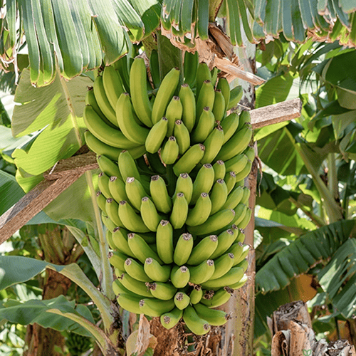 Fresh G9 banana supplier near me Odisha bulk banana supply