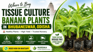 Where to Buy Tissue Culture Banana Plants in Bhubaneswar, Odisha