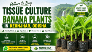 Where to Buy Tissue Culture Banana Plants in Keonjhar, Odisha