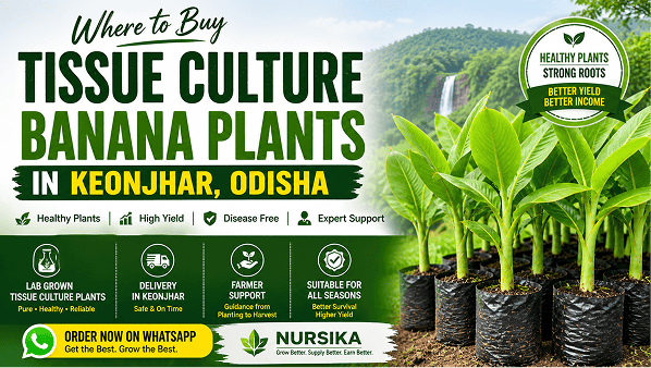 Tissue culture banana plants supplier in Keonjhar Odisha nursery