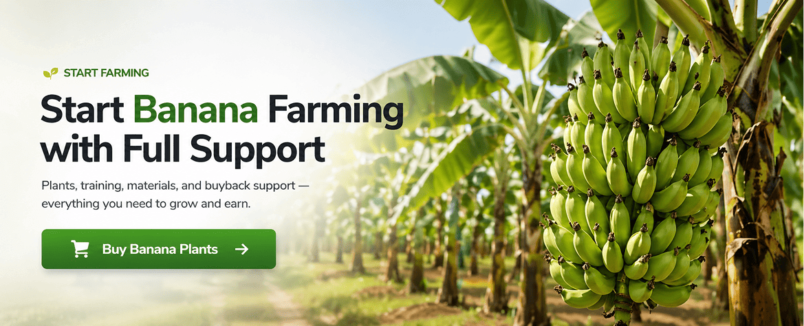 Start banana farming in Odisha with Nursika. Get tissue culture plants, training, materials and buyback support for better income